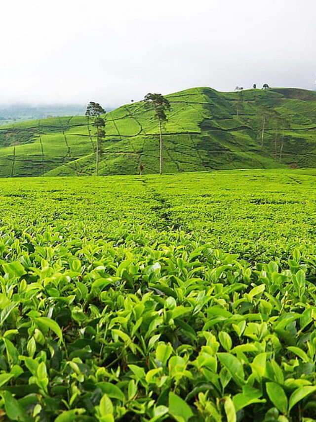 Beginner’s Guide to Types of Tea