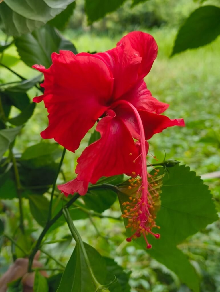 hibiscus-flower
